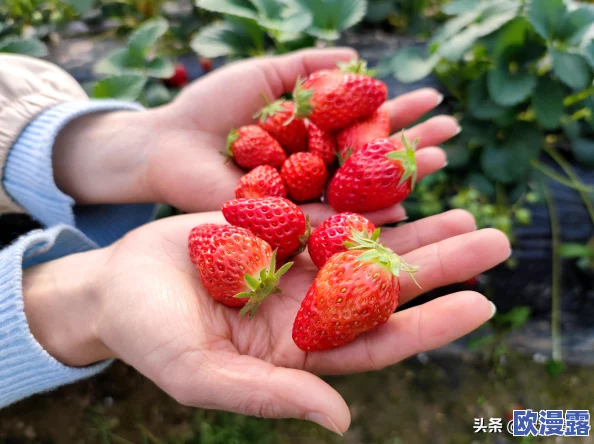 《云梦四时歌》清明角色深度剖析：技能、属性与玩法全面解读