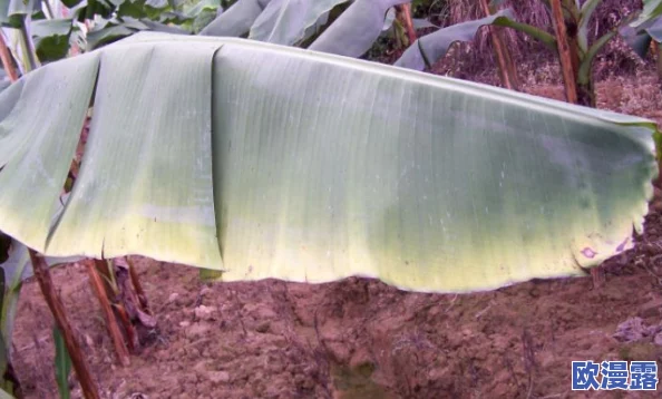 粗大黑长进进出出：最新动态显示该项目正在加速推进，预计将于年底前完成关键阶段，备受关注