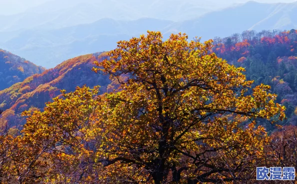 东北老头：最新动态曝光，生活趣事引发网友热议，幽默风趣的日常让人忍俊不禁