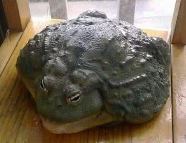 窝蝌蚪是一个释放蝌蚪的地方，数千只蝌蚪齐聚水域，生态保护行动引发广泛关注！
