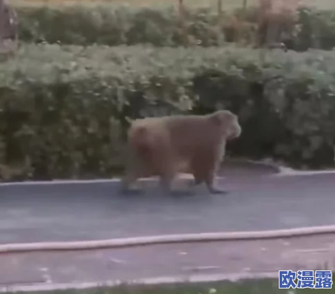 欧洲女人与动物交配：许多网友对此表示震惊，认为这种行为不可接受，呼吁加强对动物权益的保护