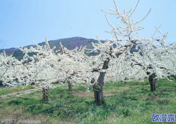 亚洲色图 校园春色：春暖花开，校园内外尽显青春活力，绚丽风景引发热议！