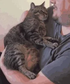 猫咪社交：研究发现猫咪之间的互动能显著提升它们的心理健康和幸福感！