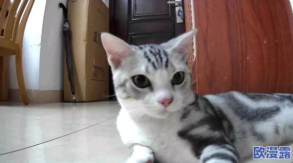 猫咪社交：研究发现猫咪之间的互动能显著提升它们的心理健康和幸福感！