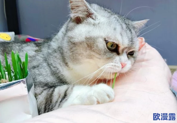 猫咪社交：研究发现猫咪之间的互动能显著提升它们的心理健康和幸福感！