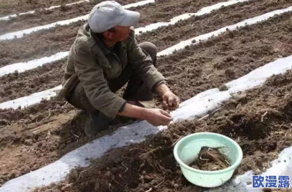 一小时人生：高效耕地必备技巧，先从制作篮子开始入门指南