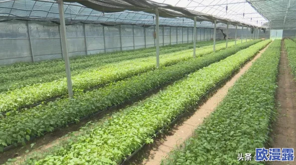 18性欧美杂交：最新动态揭示跨文化交流对性观念的影响与变化，探讨多元化背景下的社会接受度