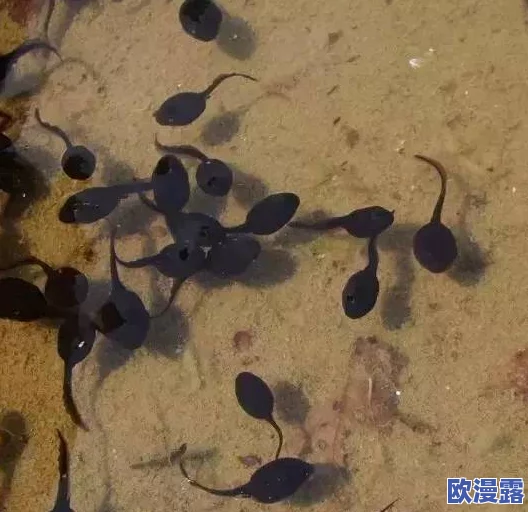 91 丨PORNY丨蝌蚪新疆：惊天发现！新疆蝌蚪体内竟隐藏古老物种基因，科学界为之震动！