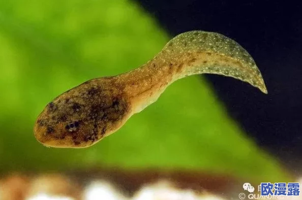 91 丨PORNY丨蝌蚪新疆：惊天发现！新疆蝌蚪体内竟隐藏古老物种基因，科学界为之震动！
