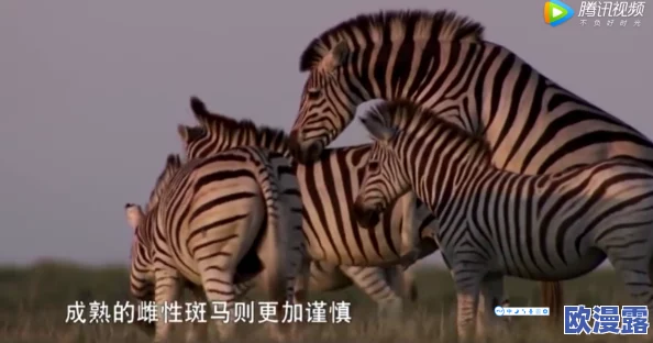 探索禁忌：欧洲女性与动物交配的文化现象及其背后的心理动因