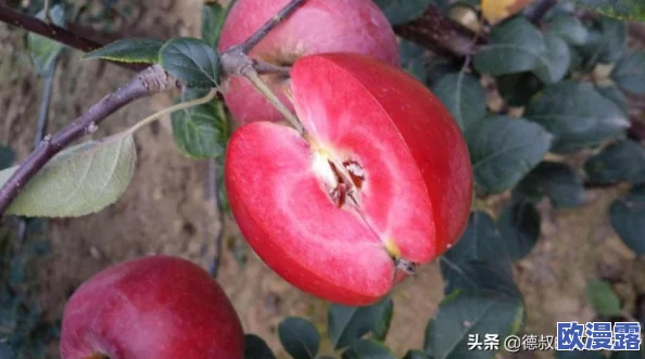 探索国产桃的独特魅力：从种植技术到美味食谱，带你领略水果界的新星