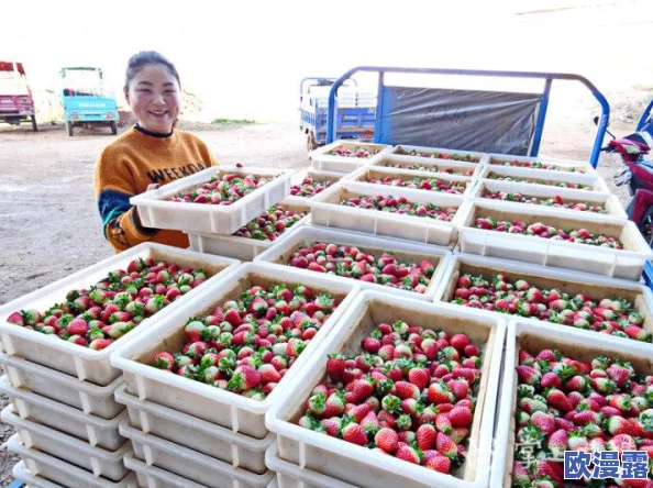 探索国产桃的独特魅力：从种植技术到美味食谱，带你领略水果界的新星