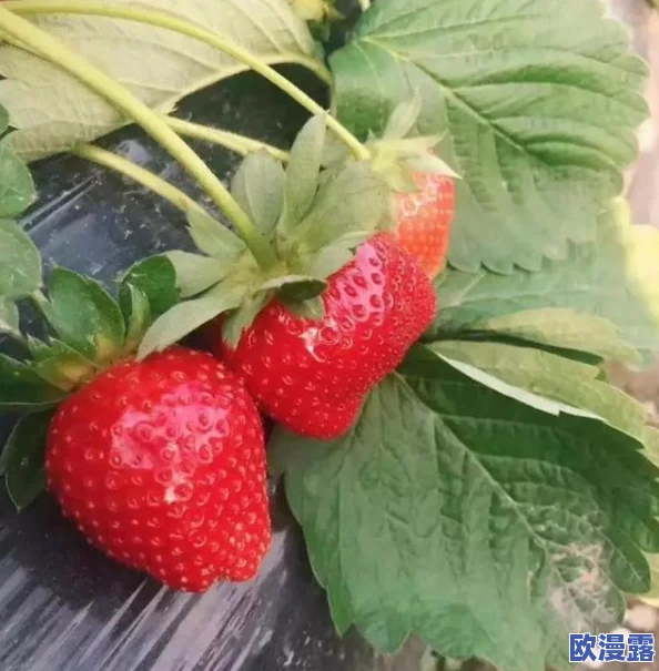 草莓视频网址，真是个好地方，资源丰富，观看体验也不错，非常推荐给大家！