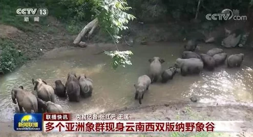 胡丽英向厂长借钱，网友纷纷表示：这背后是否隐藏着更深的故事？