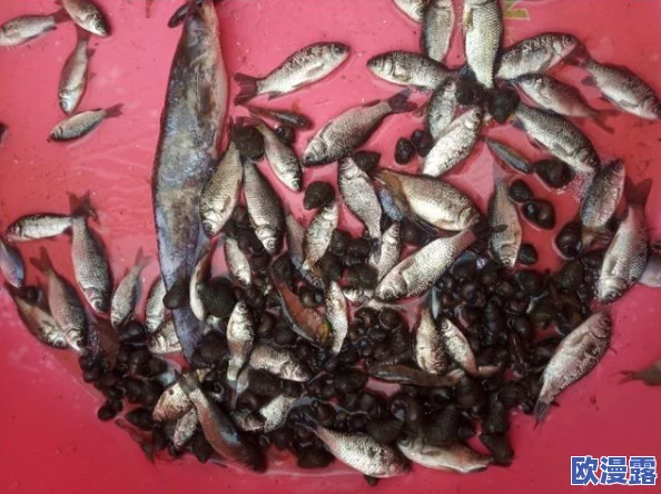 创造与魔法游戏：小龙虾钓饵制作方法及使用功效详解