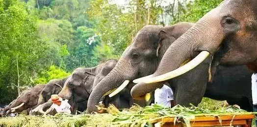 大象伊甸传媒有限公司，真是一家充满创意和活力的公司，期待他们更多精彩作品！