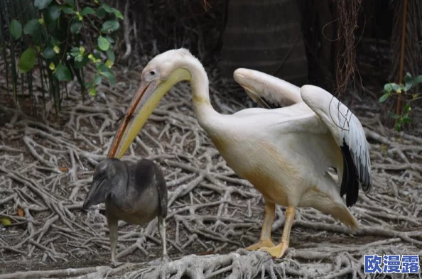 申鹤丘丘人繁衍后代,真是让人感叹自然界的奇妙与生命的延续 申鹤丘丘人繁衍后代,真是让人感叹自然界的奇妙与生命的延续