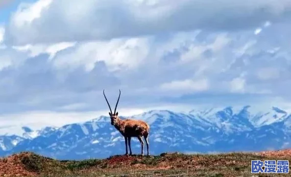 申鹤丘丘人繁衍后代,真是让人感叹自然界的奇妙与生命的延续 申鹤丘丘人繁衍后代,真是让人感叹自然界的奇妙与生命的延续