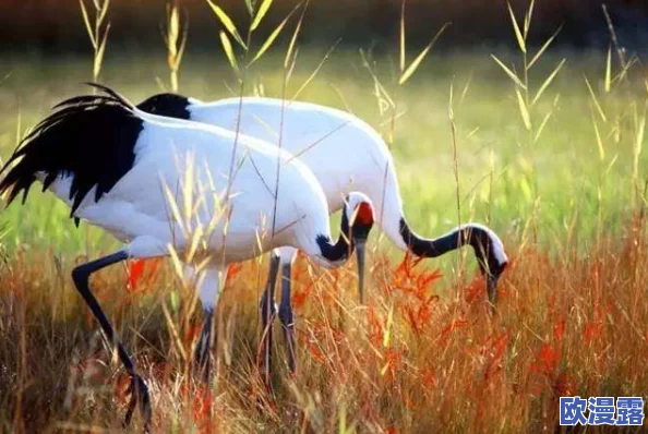 申鹤丘丘人繁衍后代,真是让人感叹自然界的奇妙与生命的延续 申鹤丘丘人繁衍后代,真是让人感叹自然界的奇妙与生命的延续