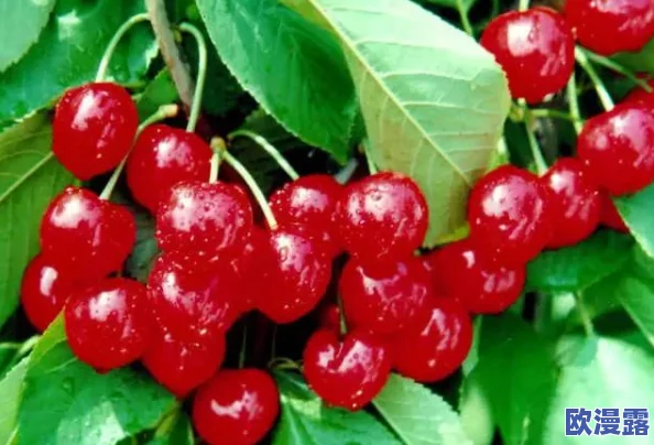 蜜汁樱桃，这个名字听起来就让人垂涎欲滴，真想尝一尝！