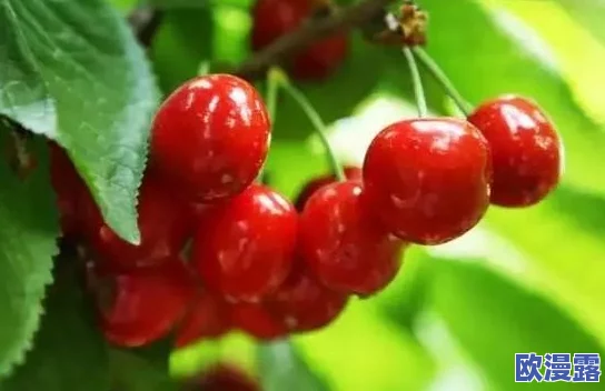 蜜汁樱桃，这个名字听起来就让人垂涎欲滴，真想尝一尝！