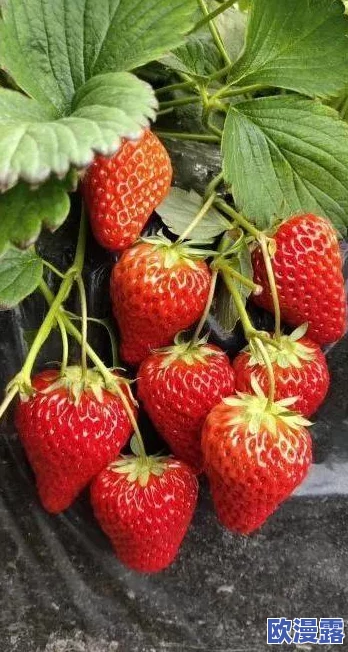 久久香蕉影院：最新影片上线，精彩内容不断更新，观影体验再升级，快来享受不一样的视听盛宴！