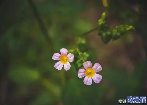 里番本子侵犯肉全彩3d，这种内容真是让人感到不适，希望能加强监管