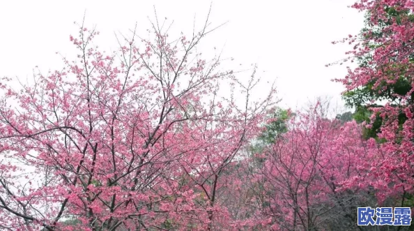 樱花动漫imomoe官网入口 知乎，网站内容丰富，资源更新快，非常适合动漫爱好者