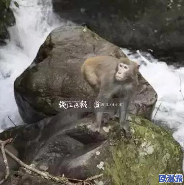 男女生猴子，真是让人哭笑不得，这种现象反映了当代年轻人的生活态度