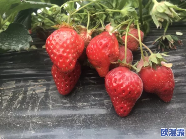 草莓视频官网污,内容丰富多样,但有些资源需要付费才能观看 草莓视频官网污,内容丰富多样,但有些资源需要付费才能观看