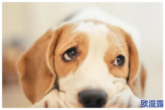 兽王ZOOMSERVO兽狗产品优势，真心觉得这款产品的性能和质量都非常出色，值得推荐！