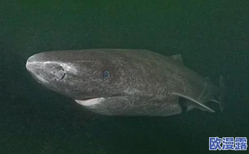 《梦幻西游手游》章鱼王海底将军高效打法全面详解攻略