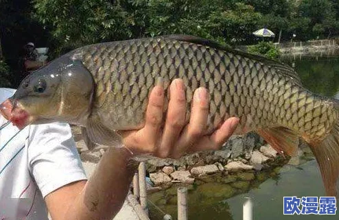 鲤鱼乡嗯啊快点进来动一下神秘水域现巨型鲤鱼捕捞活动引发全城热议，渔民们纷纷前往参与！