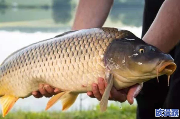 鲤鱼乡嗯啊快点进来动一下神秘水域现巨型鲤鱼捕捞活动引发全城热议，渔民们纷纷前往参与！