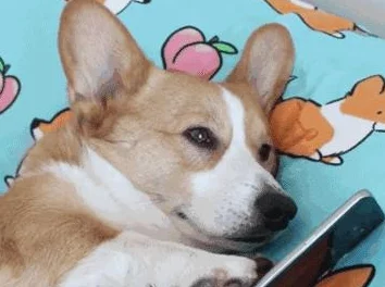 日日噜噜夜夜狠狠久久丁香惊爆！最新研究揭示这种植物的神奇功效，竟能改善睡眠质量和提升免疫力，引发广泛关注