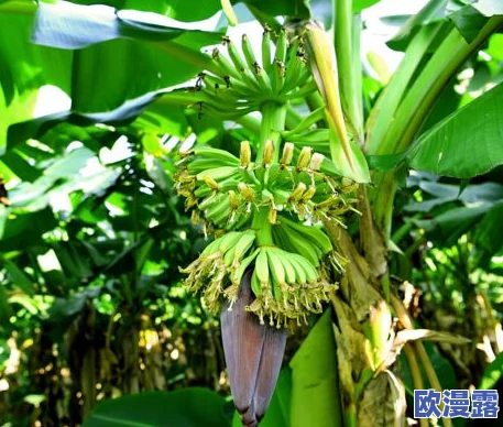 狠狠干久久草蕉惊爆！最新研究揭示这一现象背后的深层原因引发广泛关注与讨论，专家呼吁重视相关影响