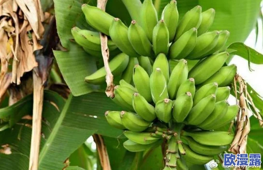 狠狠干久久草蕉惊爆！最新研究揭示这一现象背后的深层原因引发广泛关注与讨论，专家呼吁重视相关影响