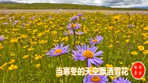 青草青草视频2免费观看全网热议的最新更新上线了，精彩内容不容错过，快来免费观看吧！
