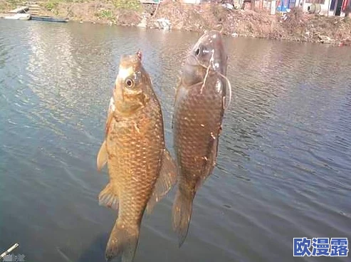 动物之森手游钓鱼攻略：掌握高效技巧，轻松享受垂钓乐趣的秘诀解析