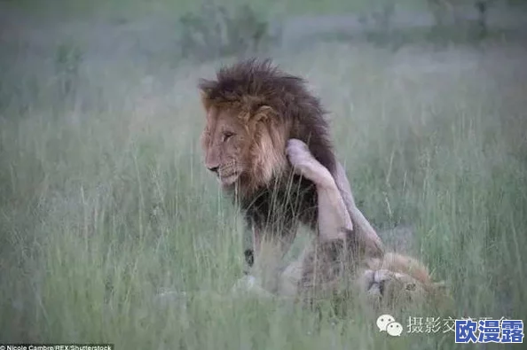 配种强行很爽的视频通过分享积极向上的内容，我们可以更好地理解生命的奇妙与自然的和谐，促进人与自然的和谐共生