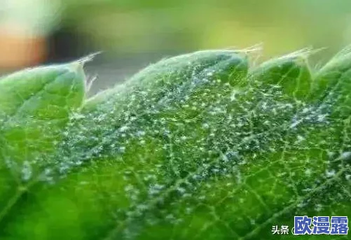 草莓视频污版在线观看 这款视频平台内容丰富，更新速度快，用户体验良好，但部分资源可能不太适合所有观众