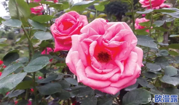 崩坏3七夕阵营战攻略：四号岛与五号岛详细通关技巧及策略解析