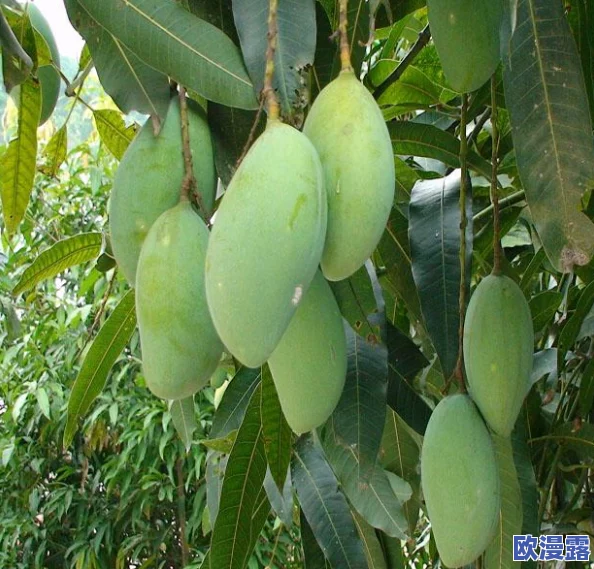 孕妇能吃芒果吗孕期适量食用芒果有助于补充营养但需注意过敏和糖分摄入问题