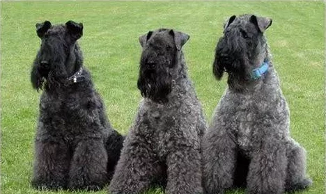 永远的7日之都:库兰的猛犬性价比全面分析,是否适合坦克角色使用详解 永远的7日之都:库兰的猛犬性价比全面分析,是否适合坦克角色使用详解